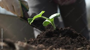 gardener soil fertilize near young sprouts, application of fertile soil with humus compost, organic fertilizer for garden, seasonal work, close up rear view, slow motion Stock Video