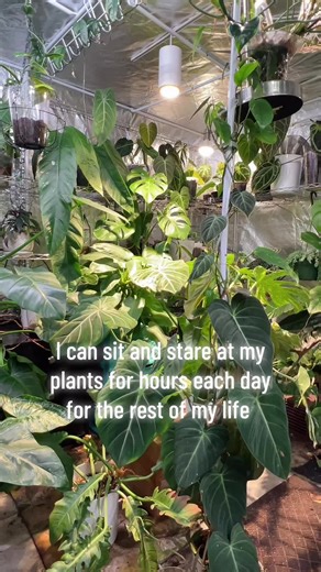 Indoor Plants Care: Tips for Plant Lovers