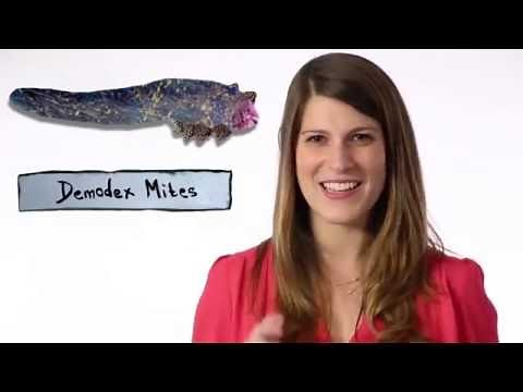 Demodex Mites Living On Your Face