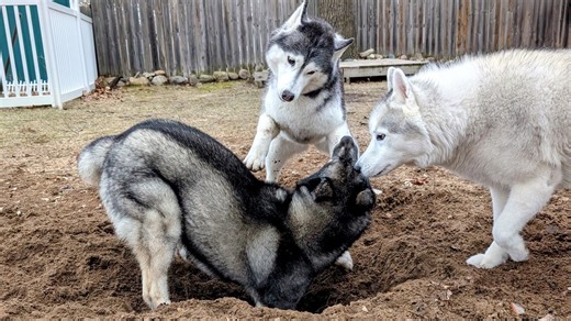 41K views · 1.8K reactions | It's mud puppy season! My dogs are back to digging in the yard! Do huskies dig? Obviously! Siberian Huskies are known to be diggers, and it's not just due to boredom like some dogs, they genuinely enjoy it, and I can't take that away from them, so my dogs get a giant sand pit to dig in! | Gone to the Snow Dogs | Facebook