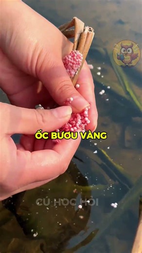 Ốc bươu vàng – loài ngoại lai nhỏ bé nhưng có thể
