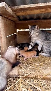 Mother cat and weasel fight to protect kittens #kitten #cat #kittens