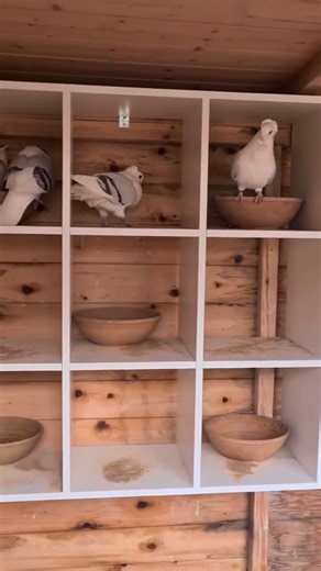 Fun time - Old German Owl Pigeons