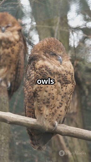 Why Do Owls Hoot? The Secret Meaning Behind the Sound