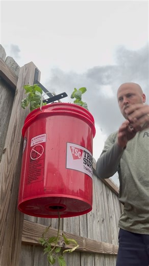 68K views · 793 reactions | Grow Basil on top of your Upside Down tomato. Remember we sell tons of different fruit plants that we can ship to you! #basil #fruit #tomato #gardening #garden #backyardgarden #containergardening #tomato #tomatoes #homestead #homesteading | Salty Acres | Facebook