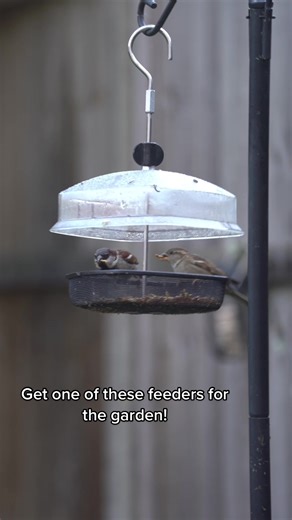 High Hanging Ground Feeders for Sparrows & Robins