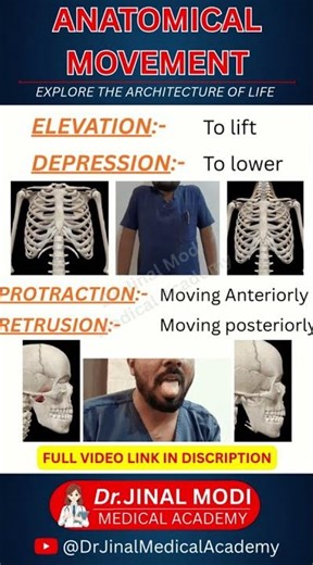 Elevation and Depression and Protraction and Retrusion Short