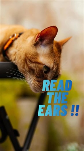 This cat signal is often misunderstood.