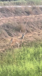 70K views · 2.1K reactions | We are hunting this buck this fall | Cedar Ridge Whitetails | Facebook