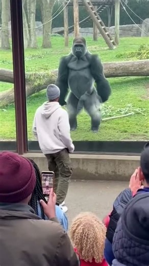 A street dancer starts popping and locking in front of the enclosure