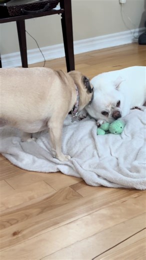 My little muppets lol 😂