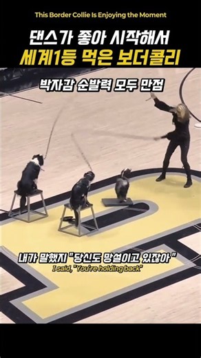 댄스가 좋아 시작해서 세계1등 먹은 보더콜리