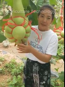 1.2M views · 10K reactions | Most Amazing Fruits - Agriculture Technology | Agriculture Technology | Facebook