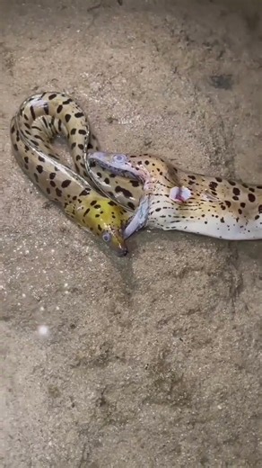 Leopard Moray Eel Caught on the Beach! 🐍🐟 | Rare Sea Creature #Shorts