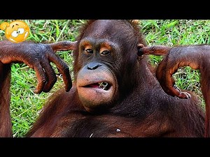 Funniest Monkeys and Animals Compilation 2025 😂🐒 You Won’t Stop Laughing!