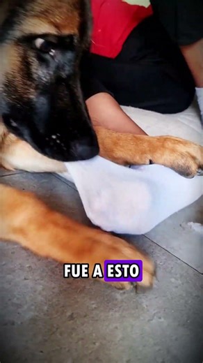 A LO QUE YO VINE fue a esto... ¡A DESTRUIR! 🦖 #Shorts | VIDA DE PERROS