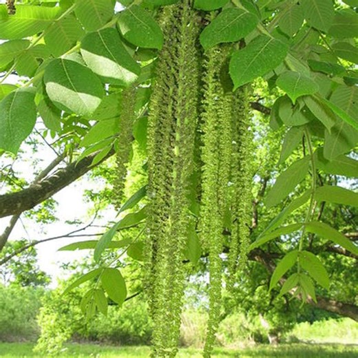 4 Heartnut Tree Seeds Japanese Walnut, Hardy Nut Tree Plant, Edible Garden Tree, Outdoor Landscape Tree for Home Growing - Etsy