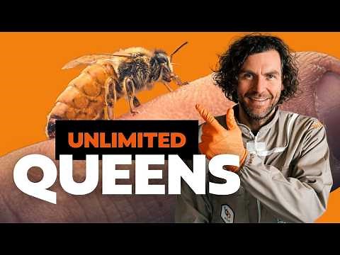 Simple Method To Raise LOTS of Queen Bees