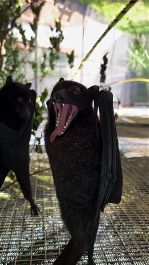Spotlight Stealer: Cute Fruit Bat Eating Banana