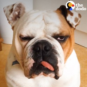 No, this bulldog does NOT want to go for a walk — unless his cat brother comes too 💕 | The Dodo