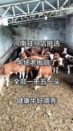 Simmental Calf Prices | Cattle Farming Near Henan, China