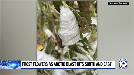 Southern states see ‘frost flowers’ amid cold temperatures