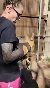 3.5M views · 64K reactions | Gray Fox Rescue! Unfortunately, we get...
