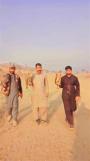 Falconers#Falconry #Goshawk #Pakistan | Pakistan Falconry Association