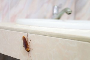 Cockroaches in the house: the guide to defend yourself | Notizie.it