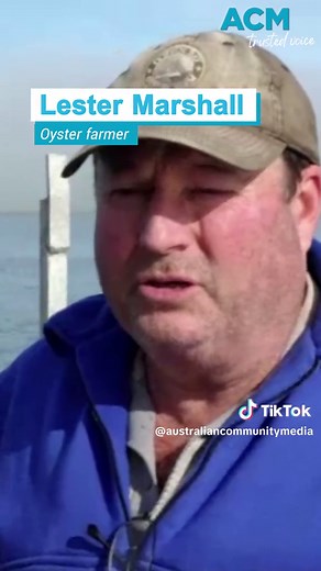 Giant Spider Crab Invasion in SA's Eyre Peninsula! #Crabs