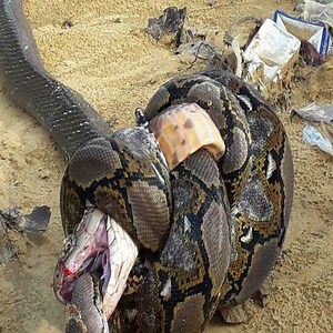 22K views · 121 reactions | Epic Anaconda vs Python vs King Cobra | Animaux Frases | Facebook