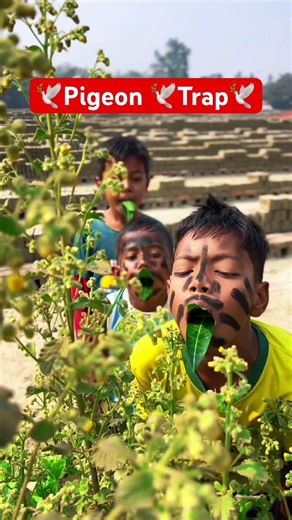 Pigeon Trapping with a Simple Trap 🕊👀🕊। #pigeon #trap #shorts #birds #funny #comedy #nature
