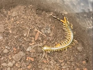 西藏筛孔蜈蚣ethomostigmus pygomenasoide捕食