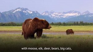 Happy World Wildlife Conservation Day! Did you know? We're making investments in crash prevention via wildlife crossings—saving both humans and wildlife. | U.S. Department of Transportation