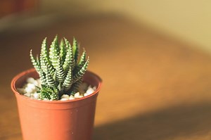 11 Cactus Symbolism and Spiritual Meanings (Updated)