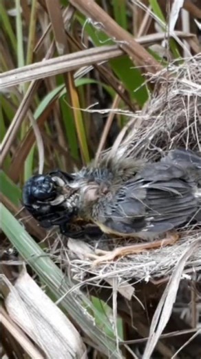 the beetle is very happy with the baby bird