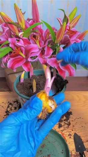 Garden Tree Nursery on Instagram: "Add elegance and fragrance to your garden with 🌿 Lilies Bulbs! Easy to grow and stunning in bloom, they bring timeless beauty and vibrant color to any space. #LiliesBulbs #FlowerLovers #GardenBeauty #EasyToGrow #BloomingJoy #plants #nature #flowers #plantsofinstagram #garden #plant #plantsmakepeoplehappy #gardening #houseplants #plantlover #green"