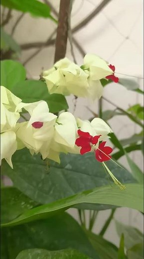 #阳台种植 龙吐珠的优缺点：生命力极其顽强，甚至插个枝条在培养土里都能生根成活，除了不耐寒以外，基本没有缺点，生长速度快、勤开花，花量大，抗病能力强、不招虫子，种植养护难度不大，对新手、懒人花友很友好。