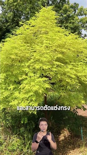 "Ketsamanee Si Thong": Golden foliage, beautiful flowers, and perfect for attracting butterflies ...