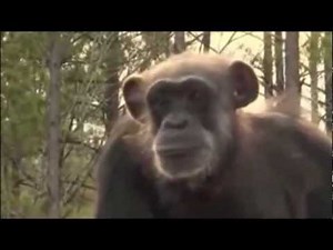 Released for the First Time~100 Retired Laboratory Chimpanzees.