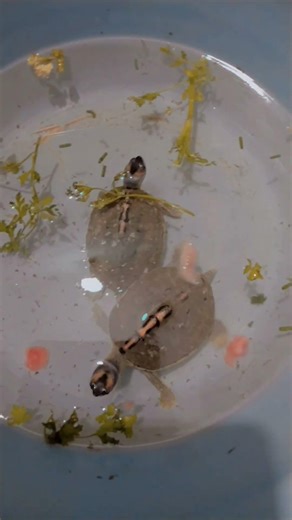 turtle.dance #cuteturtles #turtlewatching #turtle #viral #like #subscribe #turtlefights #food