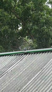 22K views · 157 reactions | Sprinkler (পানি ছিটানোর ঝর্ণা) #poultry #chicken #farming#animals #agriculture | Shokher Khamar Agro Project | Facebook