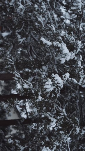 A snowy December morning. Pls rotate phone. | Michael Steingard Photography