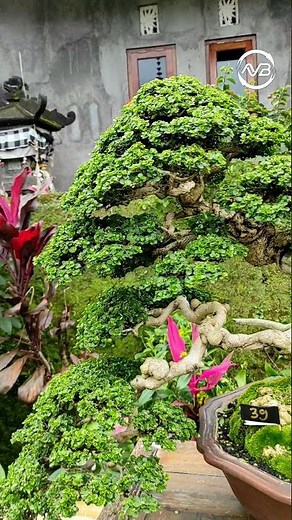 BONSAI JUARA DI PENGLIPURAN VILLAGE FESTIVAL