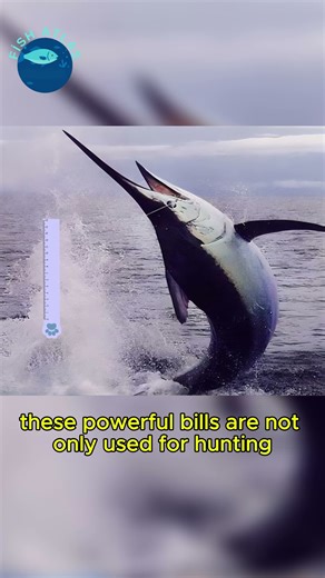 'Swordfish: Powerful and Dangerous #swordfisf #fish #ocean #discover # #animals #shark #facts