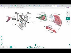Ventilation and counter current flow in fish