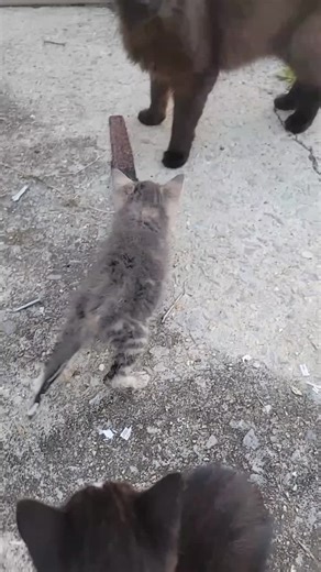 #catsoftiktok #catlover #kittensoftiktok #cutefluff