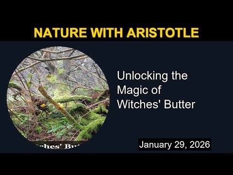 Unlocking the Magic of Witches' Butter | Nature with Aristotle