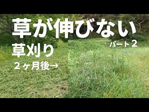 Keep Weeds Under Control 2 Months Later with This Mowing Technique: High Mowing is Amazing