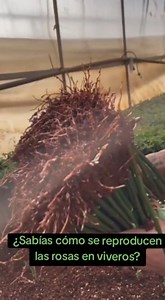 ¿Sabías cómo se reproducen las rosas en viveros? y por qué a ti no te funcionan🌹 Guarda este video para que no se te pierda Para germinar tallos de rosa primero se elige un tallo semileñoso y sano, sin flor y con 3 o 4 yemas; se hace un corte en diagonal bajo una yema, se quitan las hojas inferiores y se deja solo una o dos para evitar deshidratación. Luego se aplica hormona de enraizamiento y se planta en un sustrato ligero y estéril, nunca en tierra pesada. El éxito real está en mantener alta